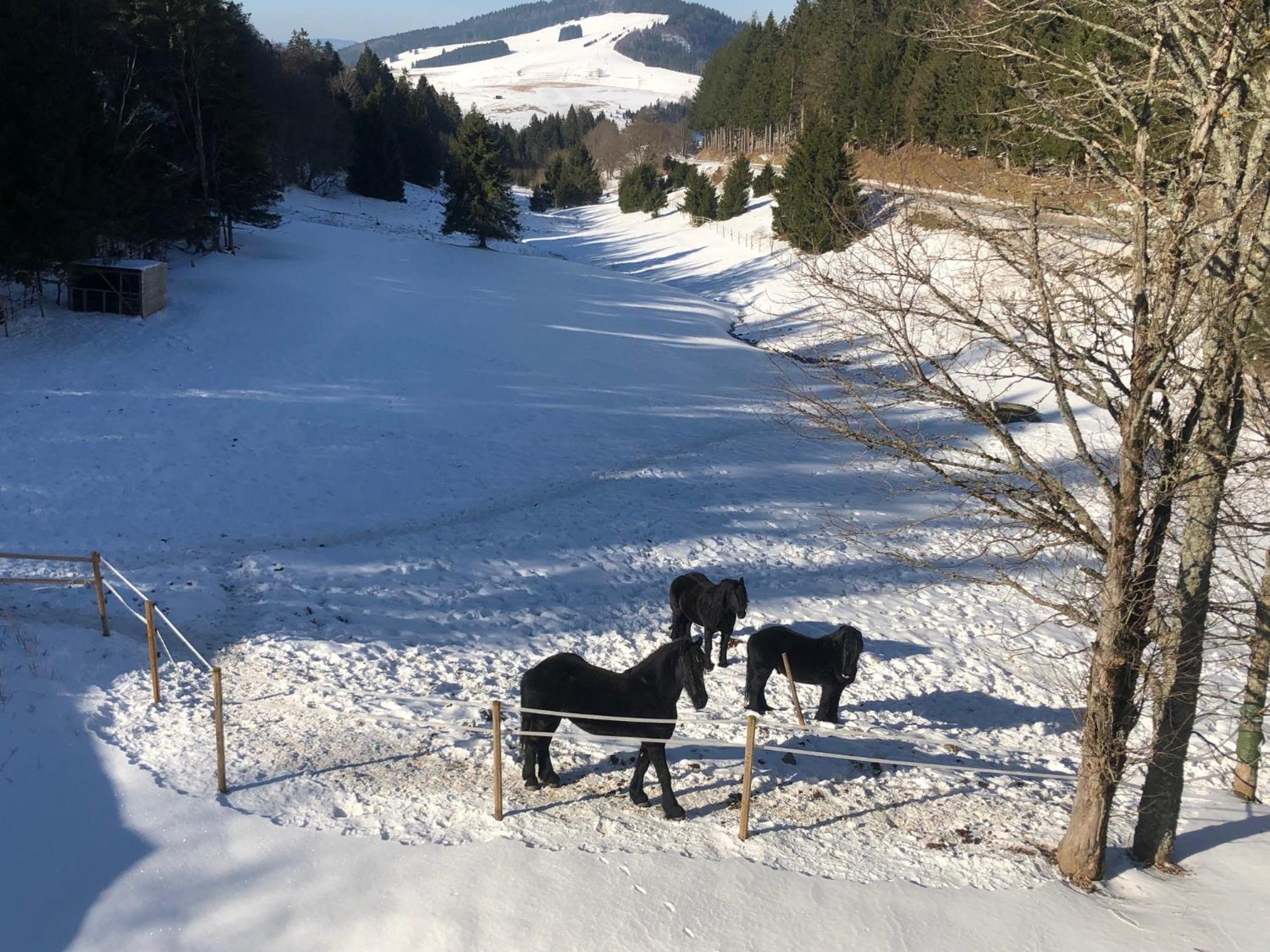 Waldhotel Auerhahn "Hochkopfhaus" Тодтнау Екстер'єр фото