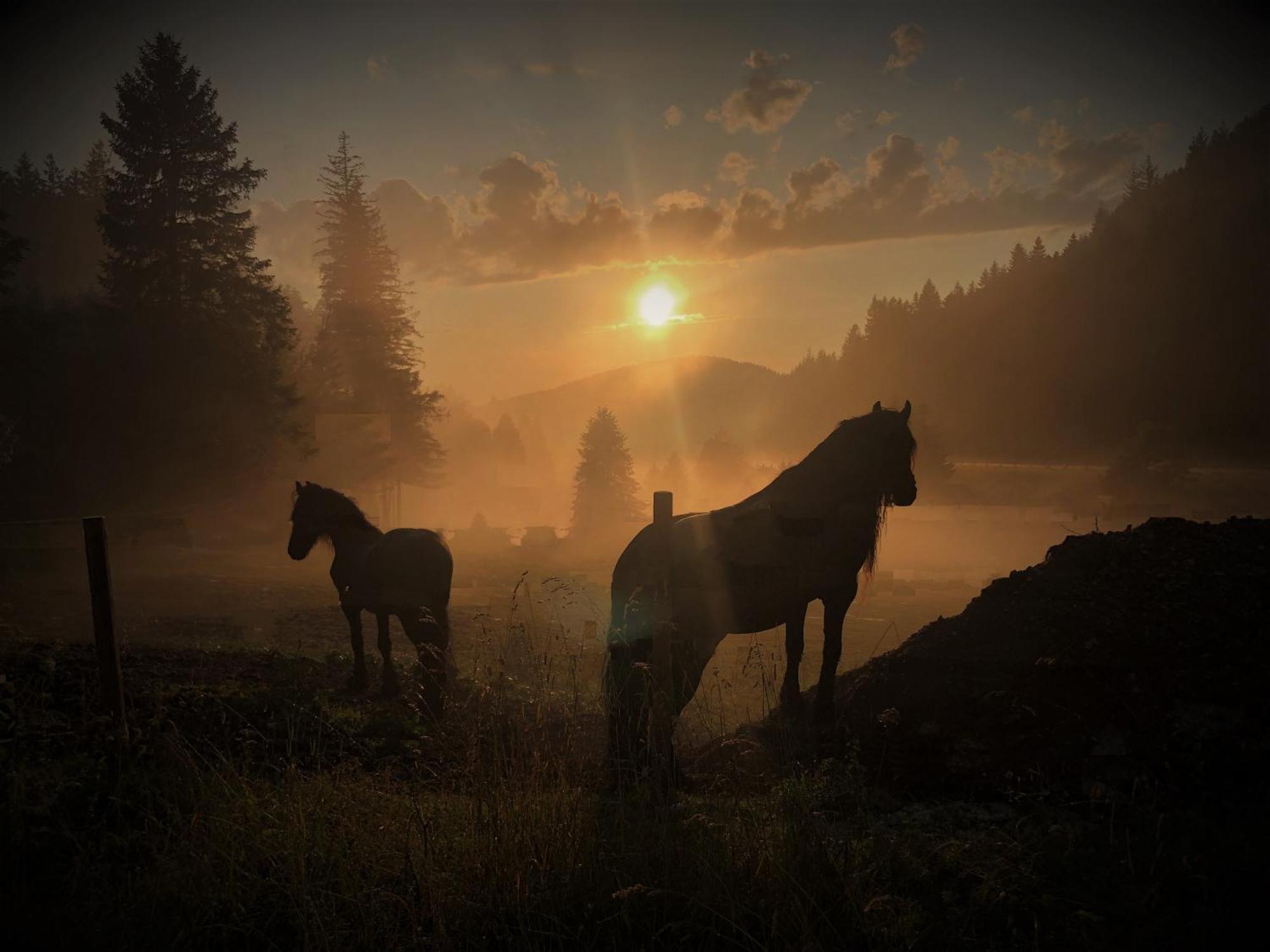 Waldhotel Auerhahn "Hochkopfhaus" Тодтнау Екстер'єр фото